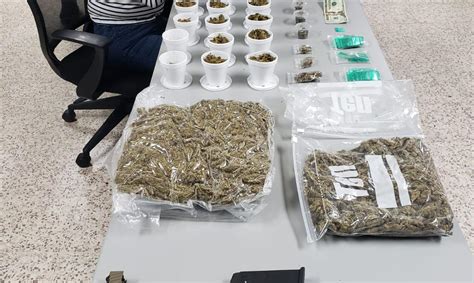 Ocupan Dos Libras De Marihuana En Un Allanamiento En Vega Alta