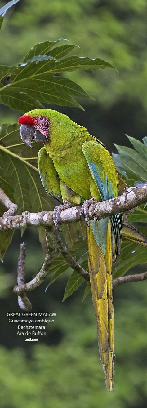 Pin De Francisco Guzman En Loros Dibujos Y Fotos Loros Periquitos Aves