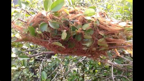 Weaver Ant Nest Youtube