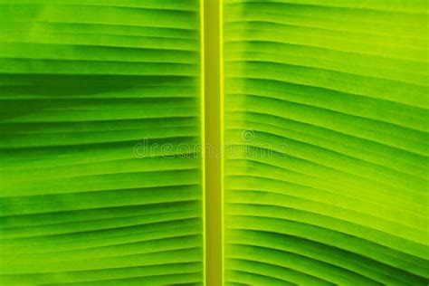 Folhas De Banana Textura Da Folha De Bananeira Cor Verde Imagem De