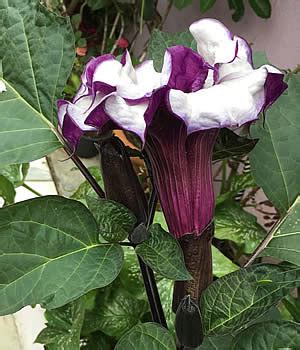 Trombeta De Anjo Roxa - Flor Trombeta Roxa: Para Que Serve? É Venenosa? | Mundo Ecologia