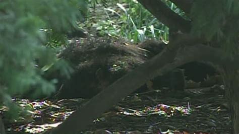 Bear Cub Found Dead In New Yorks Central Park Cnn