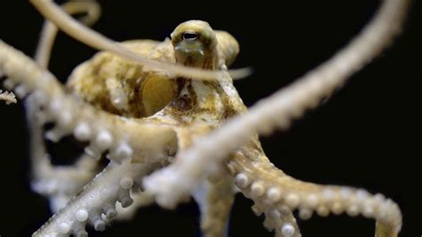 Octopus Squid And Cuttlefish Arms Evolved To Taste Different