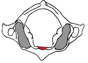 Atlantooccipital And Atlantoaxial Joint Flashcards Quizlet