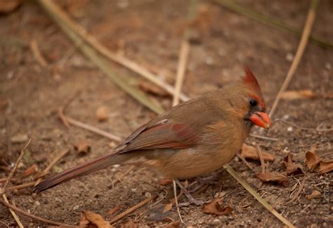 Rode Kardinaal Wilma Van Den Heuvel Flickr