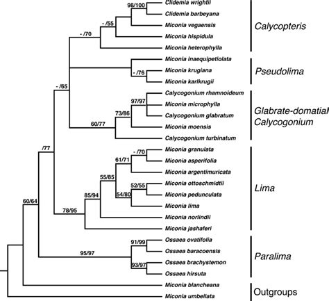 Maximum Parsimony 50 Majority Rule Phylogeny Of The Pseudolima Clade