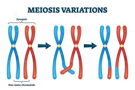 Meiosis Variations Vector Illustration Vector Illustration