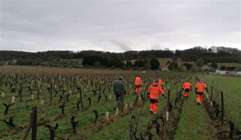 D Couvrir Les Vignes Du Paradis Chinon G R Es Par Des Travailleurs