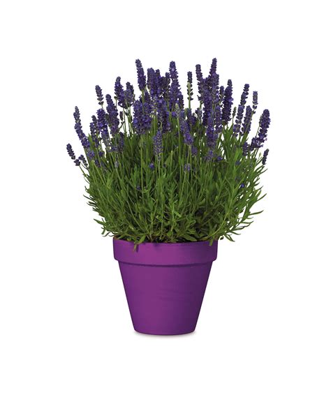 Roots And Blooms Lavender Stoechas Aldi Uk