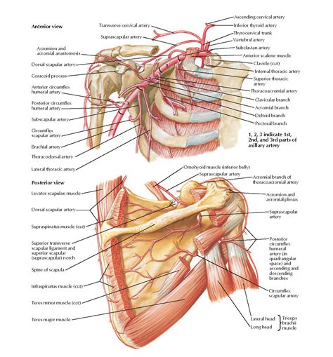 Axillary Artery And Anastomoses Around Scapula Anatomy Pediagenosis