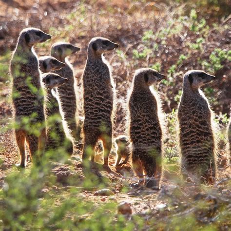 meerkat safaris