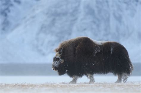 Creatures Of Arctic Animals Thriving In The Frigid Tundra Of Arctic Circle