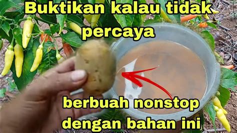 Pupuk Cabe Agar Tumbuh Rimbun Cepat Berbunga Berbuah Lebat Nonstop