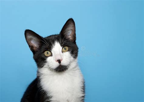 Portrait of a Black and White Tuxedo Cat Stock Image - Image of kitty ...