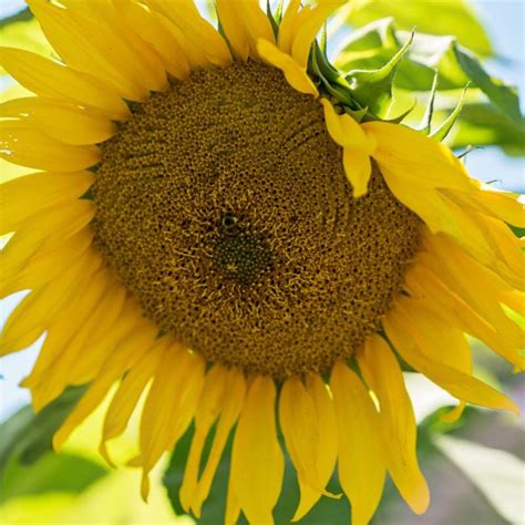 Floristan Sunflower