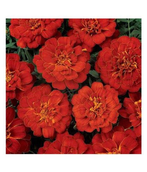 alkarty red marigold flowers seeds with growing soil: Buy alkarty red ...