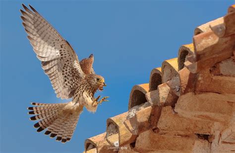 Landing Lesser kestrel Falco naumanni Aterrizando Cernícalo