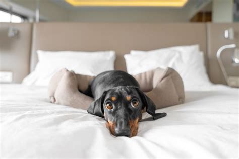 Best Pet-Friendly Hotels in the U.S. in 2022