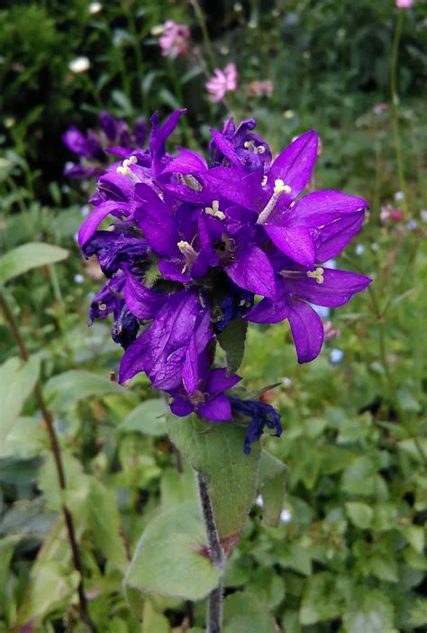 Kn Uel Glockenblume Campanula Glomerata Stauden Karl