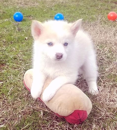 pomsky breeders Ontario | 1 buy pomsky in ontario