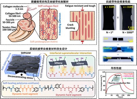 南理工傅佳骏教授团队 Adv Matermater Horiz：仿生设计制备抗疲劳柔韧自修复材料中国聚合物网科教新闻