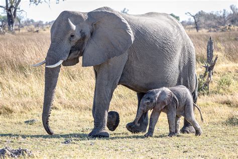 Wildlife of the Okavango Delta | Dano Blanchard Photography