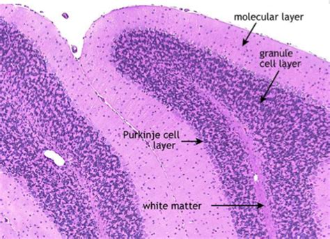 Cerebellum Arbor Vitae Histology