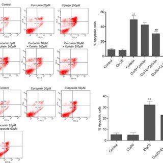 Protective Effects Of Curcumin And Bisdemethoxycurcumin On