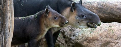 Baird’s Tapir | Reid Park Zoo