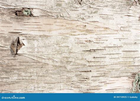 Birch Bark Natural Texture Background Stock Image Image Of Copy