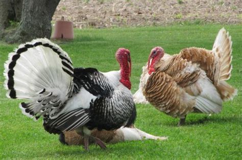 TOP 5 Heritage Turkey Breeds in the US - ChickenMag