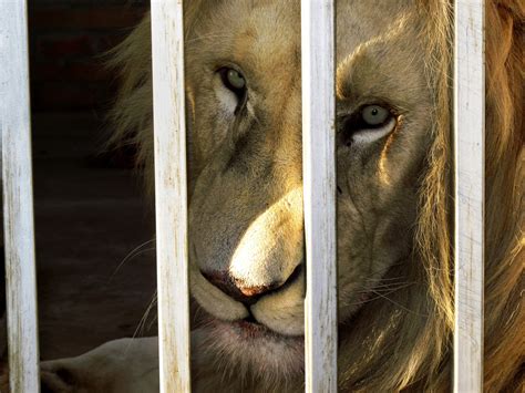 Why Do We Keep Animals In Captivity at Troy Hager blog
