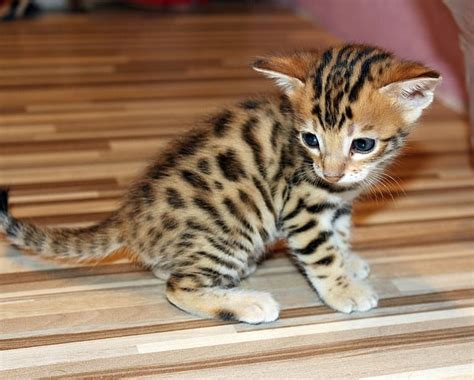 Toyger Cats and Kittens in Australia: Fast Facts - PD Insurance