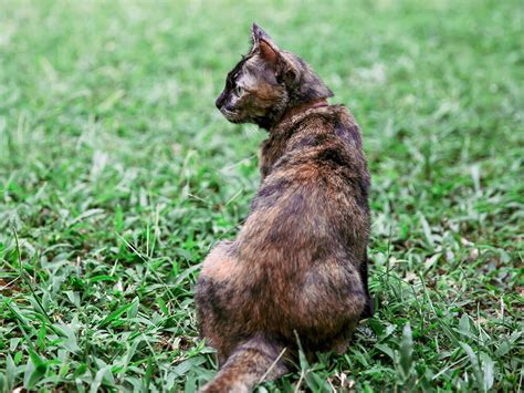 10 Truths About the Tortoiseshell Cat Uncovered | UKPets