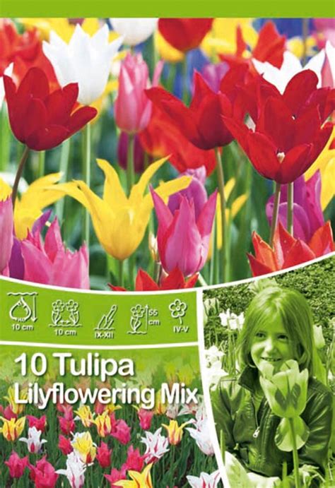 Lilyflowering tulipán mix vásárlása OBI