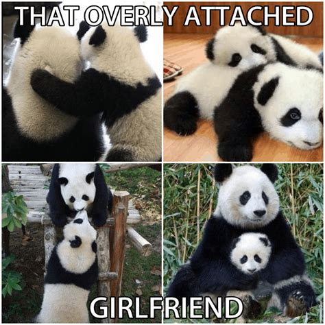 15 Amazing Panda Memes You Must Laugh - In NewsWeekly