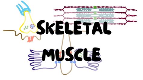 Excitation Contraction Coupling Skeletal Muscle Physiology FIrst