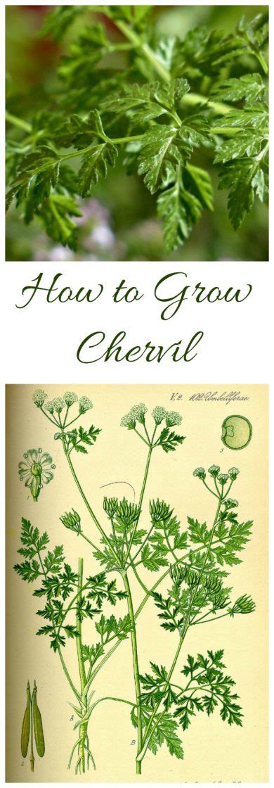 Growing Chervil - How to Grow Chervil Herb (And Some Substitutes!)