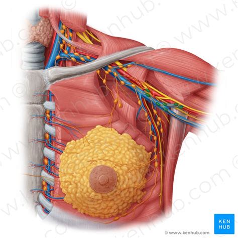 Axillary lymph nodes: Definition, anatomy and location | Kenhub