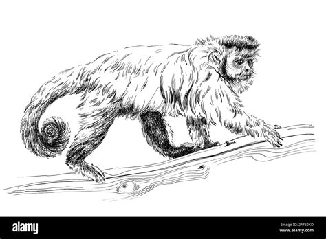 Hand Drawn Monkey Sketch Graphics Monochrome Illustration On White