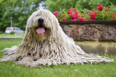 Raças De Cachorro Peludo Top 10 Raças De Pelos Longos Jardim Animal