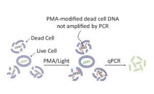 Pma Pmaxx Real Time Pcr Viability Kit Biotium Vwr