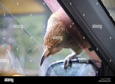 Native New Zealand Kea bird sitting on car mirror and trying to break inside with sharp beak ...