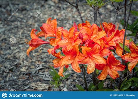 Flores Alaranjadas Brilhantes Bonitas Do Rododendro Foto De Stock