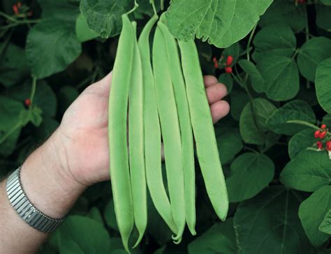 Runner Beans Flowers Not Setting Best Flower Site