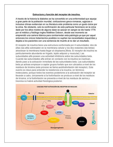 Estructura Y Funci N Del Receptor De Insulina A Trav S De La Historia