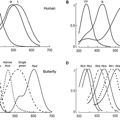 Normalized Photoreceptor Spectral Sensitivities Of A Human B