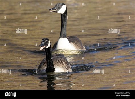 The Canada Goose Was Originally Introduced To The Uk Not Long After The