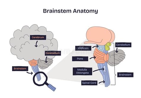 brainstem anatomy overview highlighting midbrain pons  medulla