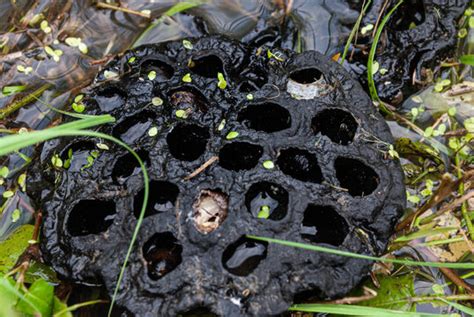 Trypophobia Bilder Durchsuchen 441 Archivfotos Vektorgrafiken Und